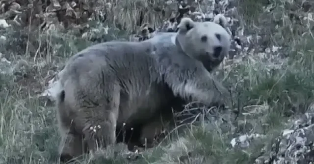 Erzincan’da kış uykusuna hazırlanan iki ayı görüntülendi VİDEO İZLE