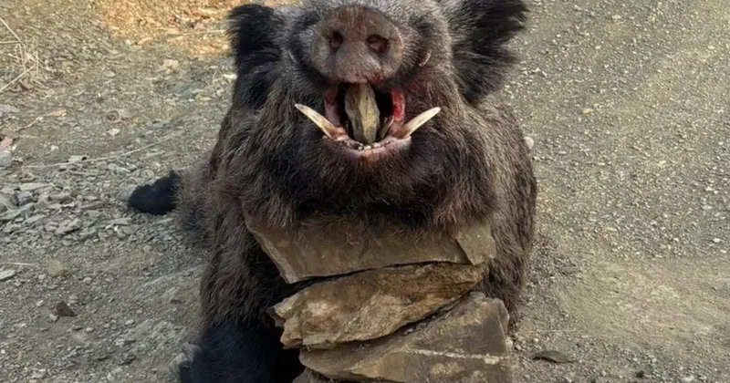 Elazığ’da avcılar 200 kiloluk domuz avladı