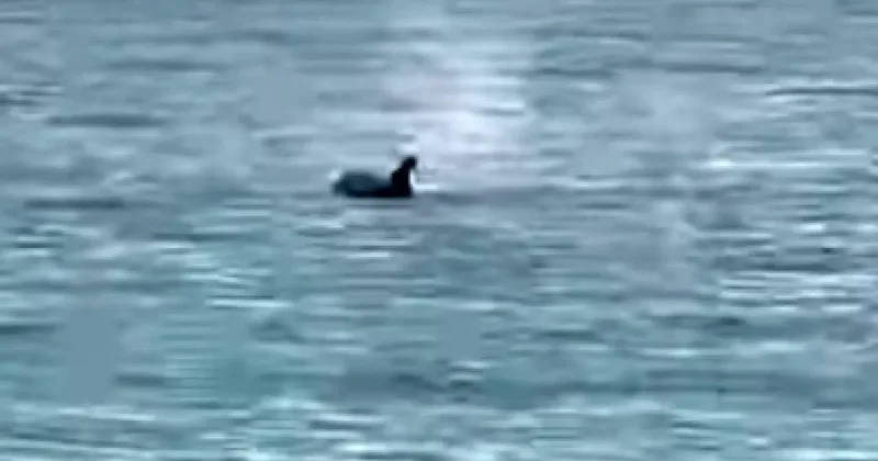 Saros’ta yunus balığı sürprizi: Kıyıya yakın yüzdü