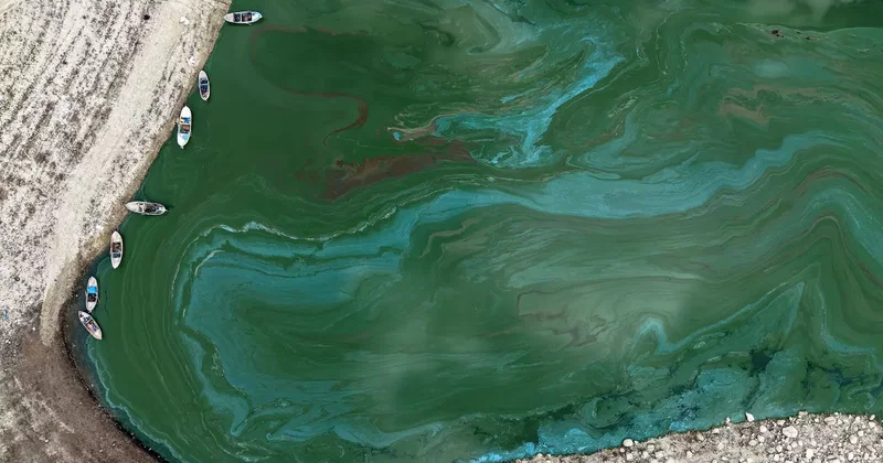 Suları çekilen Manisa daki Demirköprü Barajı yosunla kaplandı