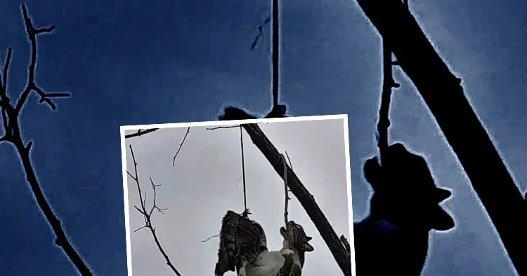 Samsun da vicdansızlığın fotoğrafı! Hayvanseverlerden tepki yağdı