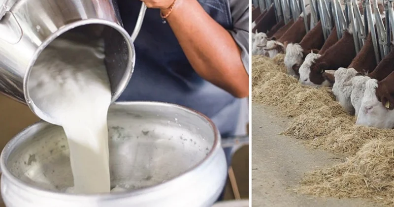 Çiğ süt fiyatları belli oldu: Üreticinin eline litre başına 22,22 lira geçecek Ekonomi Haberleri