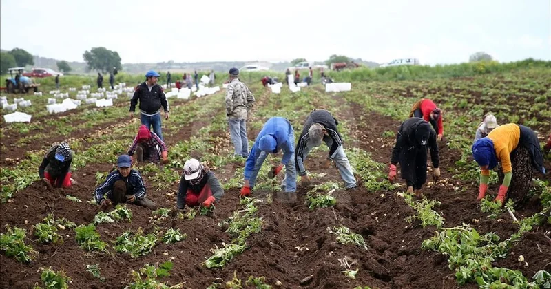 Toprağın altından servet fışkırıyor: Kışın hasat eden 1 yılda evini, arabasını alıyor Sözcü Gazetesi