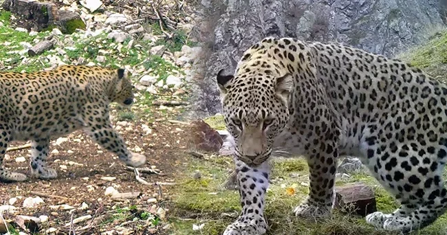 2019 yılında ilk kez Batı Akdeniz de görülmüştü: DNA sı çıkarılıyor! Tazminat bedeli 45 milyon TL olarak belirlendi