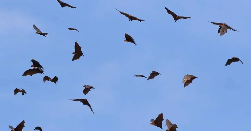 Yıllardır hastalık saçıyor diye kaçıyorduk: Meğer asıl tehlike başkaymış Sözcü Gazetesi