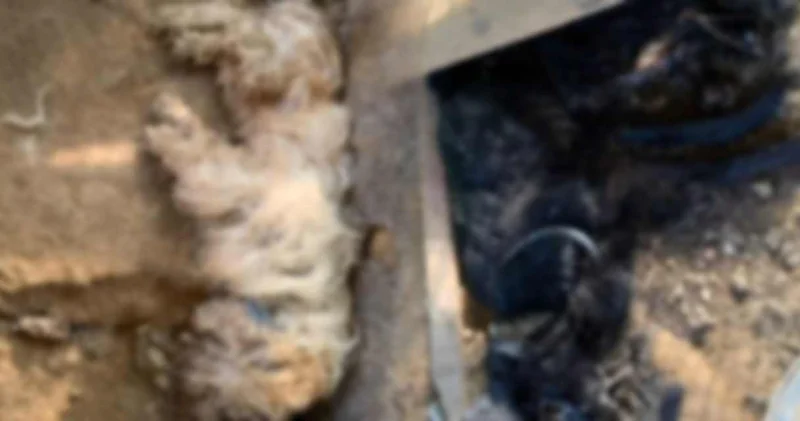 Muğla da vahşet görüntüsü! Zehirlenerek öldüler iddiası incelenmedi