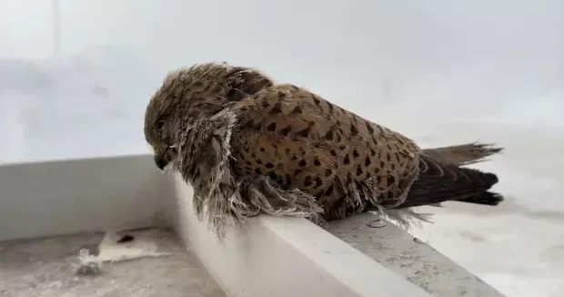 Hakkari haberleri Hakkari de kahreden manzara: Donarak telef oluyorlar 08 Ocak 2026