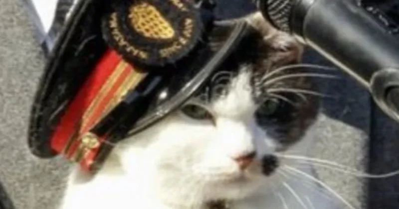 Kediyi işe aldılar şef oldu: İşte mesleği Sözcü Gazetesi