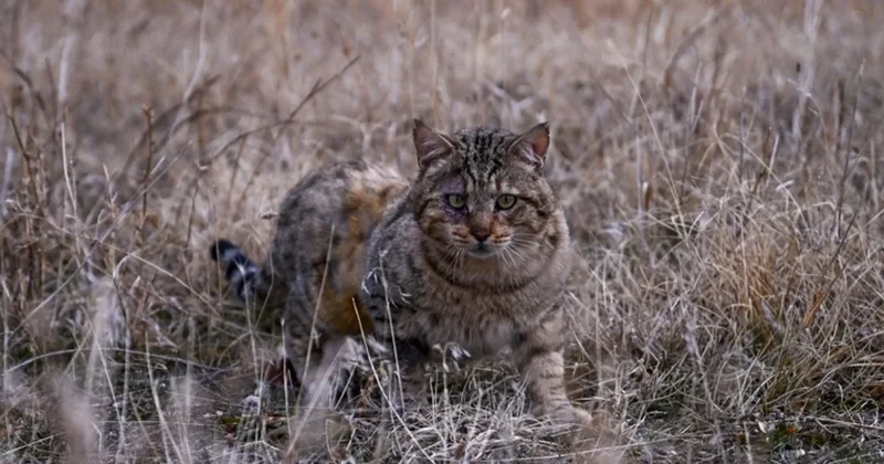 Türkiye nin en değerli 33 hayvanı açıklandı: Dokunan 45 milyon TL ödeyecek Sözcü Gazetesi