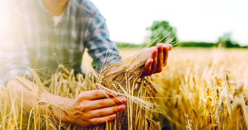 Buğdayda yüksek sıcaklık riski Ekonomi Haberleri