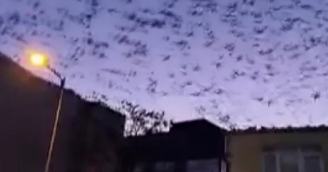 Sabahın sessizliği kuşların kanat sesleriyle bozuldu VİDEO İZLE