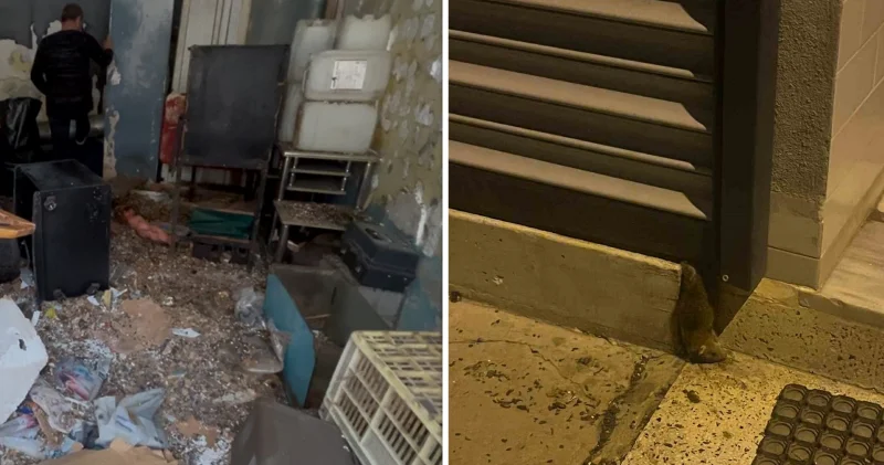 Sokakta fare paniği: Bir süredir kullanılmayan dükkana 100 lağım faresi yuva yapmış Tekirdağ Haberleri