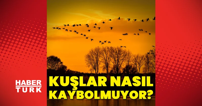 Yıldızlar, manyetik alan ve içgüdü: Kuşlar nasıl kaybolmuyor?