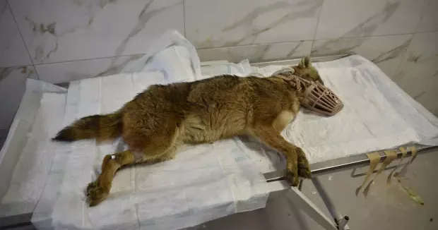 Samsun haberleri Samsun da ölümcül virüs paniği: Hastalıklı çakal tedavi ediliyor 08 Ocak 2026