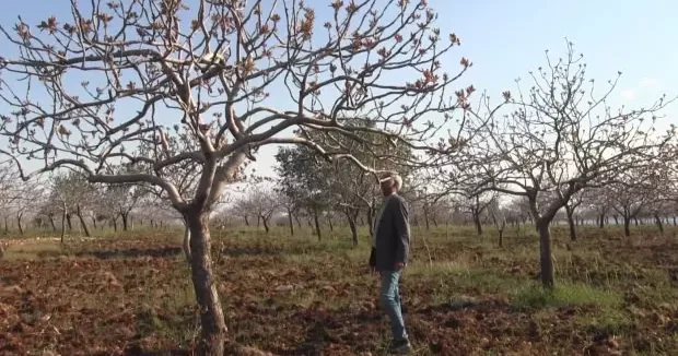 Şanlıurfa haberleri Şanlıurfa da doğal bereket çiftçinin yüzünü güldürdü 08 Şubat 2026