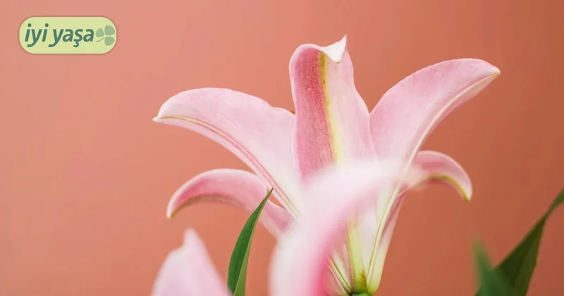 İltifat etmenin ruh hâline etkisi: Duygular, ilişkiler ve davranışlar nasıl değişiyor?