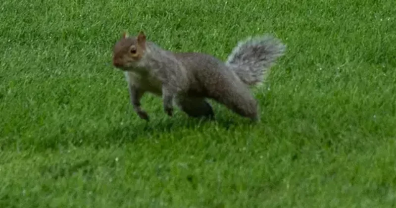 Sahaya giren sincap maçı iki kere durdurdu! Sözcü Gazetesi