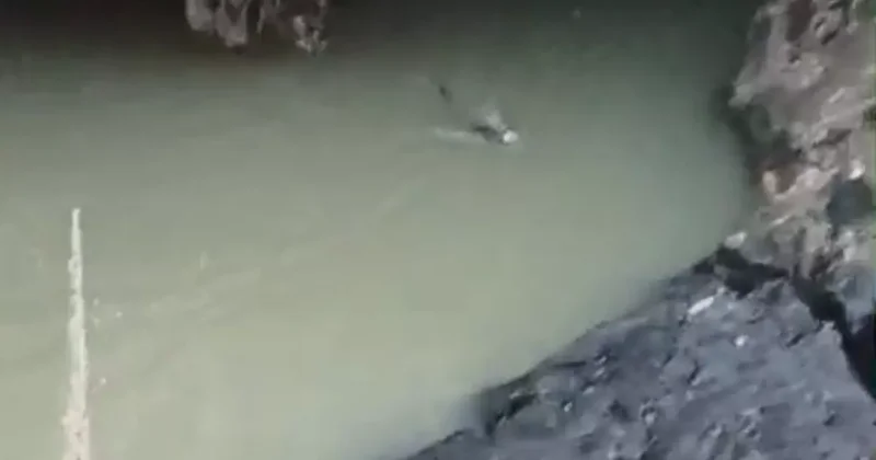 Su samuru balık avlarken görüntülendi