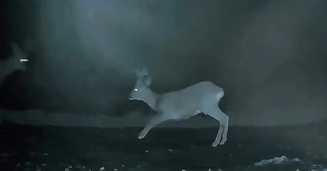 Ganos ta doğanın neşesi karacalar görüntülendi Tekirdağ Haberleri