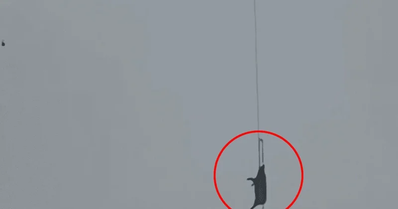 İHA ya binen domuz binlerce insanı karanlığa gömdü Sözcü Gazetesi