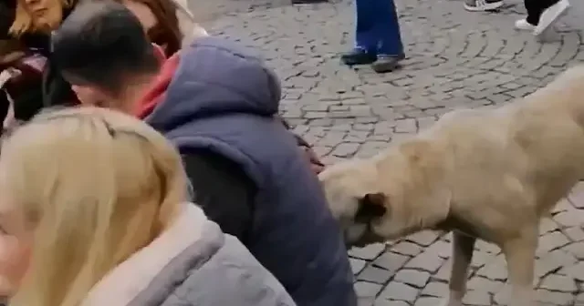 Ankara da sözde hayvanseverler cins köpekleriyle eylem yaptı VİDEO İZLE