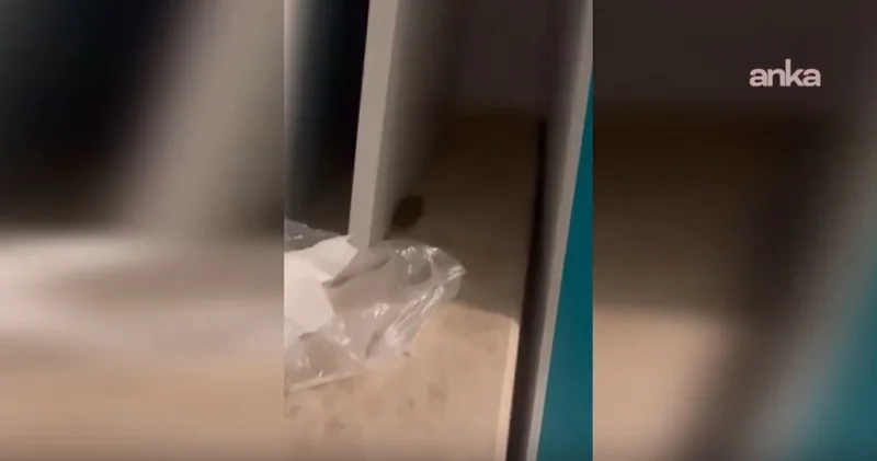 Devlet hastanesinde fare cirit attı