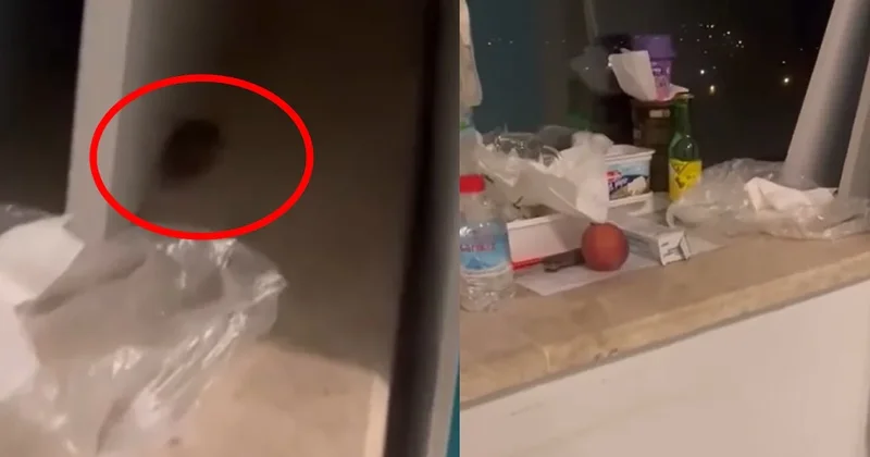 Hastaneyi fareler bastı, hastalar isyanda Sözcü Gazetesi