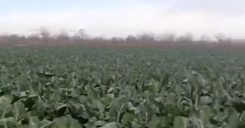 Bursa’da sağanak yağış tarımı vurdu