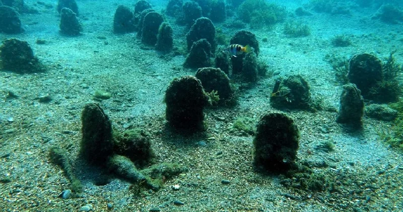 İstanbul’da görüldü: Uzman isim çok şaşırdık diyerek açıkladı