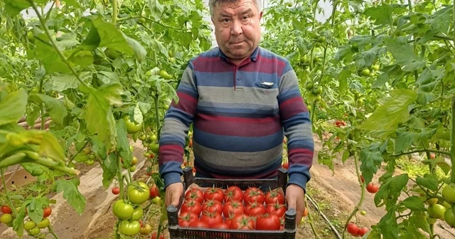 Simav da yetişen coğrafi işaretli Eynal domatesi pazarlarda ilgi görüyor Kütahya Haberleri