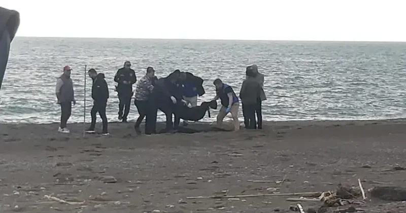 Sahilde kan donduran görüntü! Parçalanmış halde bulundu