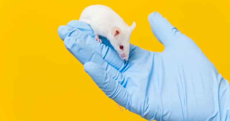 Farelerde pankreas kanserinin tedavi edilmesi umut verici Sağlık Haberleri