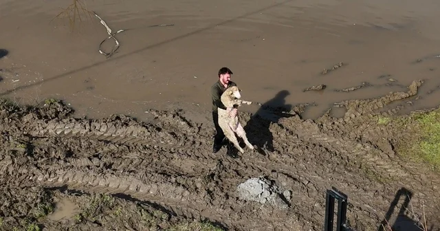 Meriç Nehri taştı; hayvanlar tahliye edildi, çiftçi malını kurtardı Edirne Haberleri
