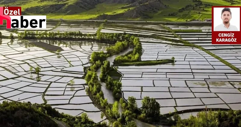 Tosya pirincine zehir tehdidi: Kolin’in maden faaliyeti izinsiz çıktı