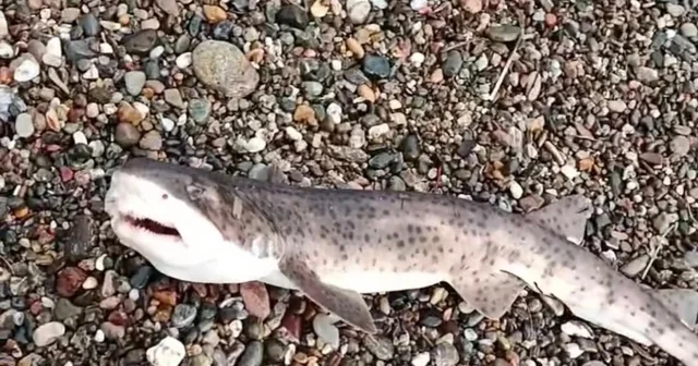 Çanakkale de amatör balıkçıların oltasına yavru köpek balığı takıldı Çanakkale Haberleri