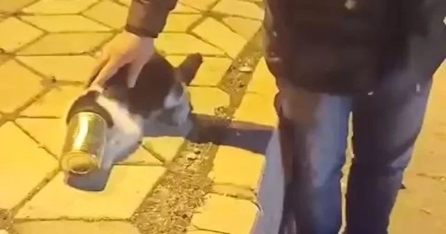 Başına konserve sıkışan kedi kurtarıldı Elazığ Haberleri