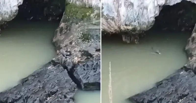 Balık avlarken görüntülendi: Avını kapıp bir anda gözden kayboldu Aktüel Haberleri