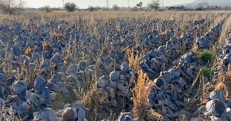 Pazarda tanesini 80 liradan satılıyor: Çiftçiden almak istedikleri fiyat pes dedirtti