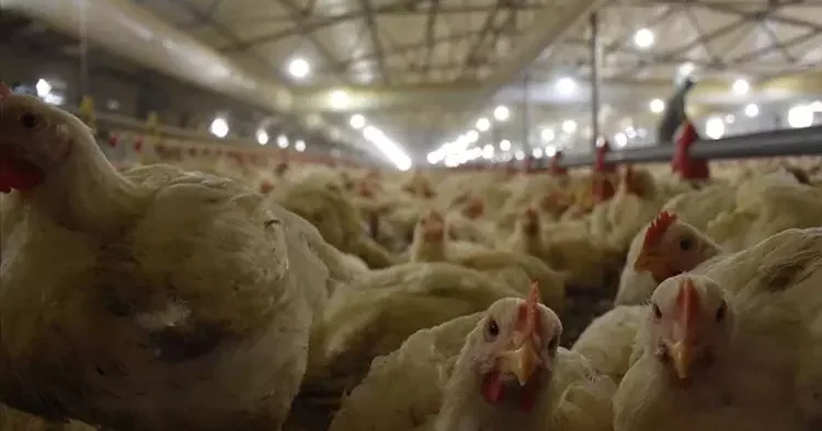 Son dakika... Tavuk ihracatı durduruldu