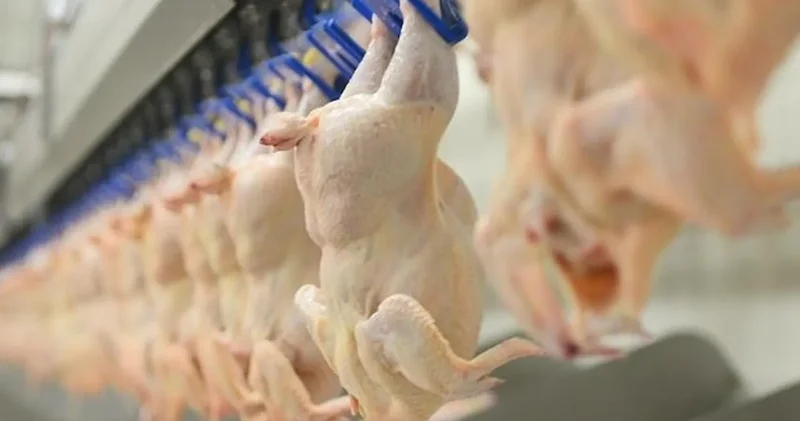 Tavuk ürünleri ihracatı durduruldu: Karar, yarından itibaren geçerli olacak