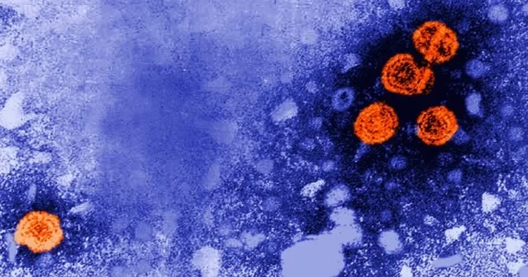 Bilim insanları, bakteri avcısı yapay virüs üretti