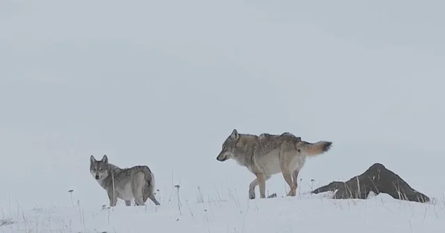 Köye inen kurtlar dronla görüntülendi Ardahan Haberleri