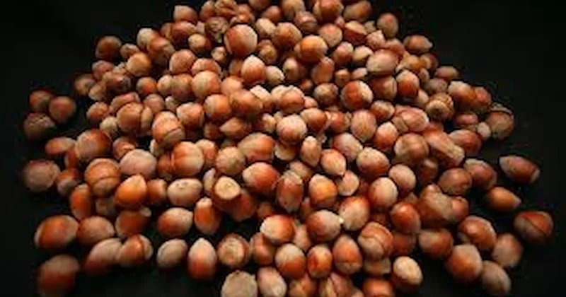 Türkiye, fındık ihracatından 388 milyon doları aşkın gelir sağladı Sözcü Gazetesi