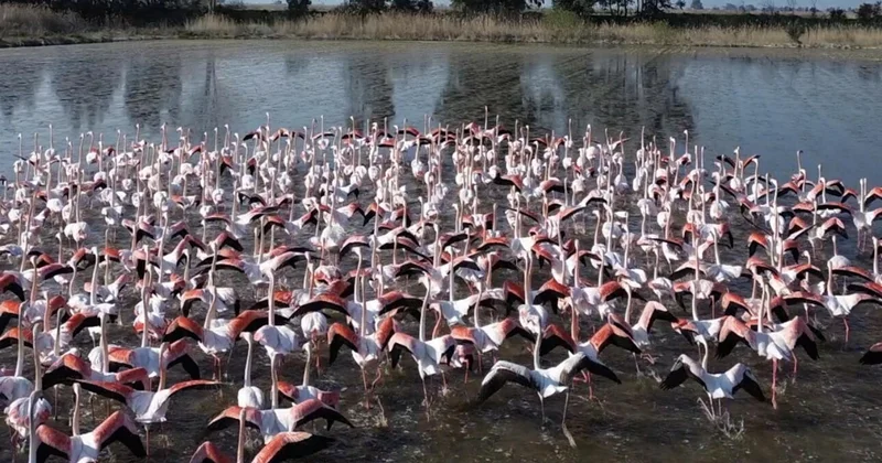 Hasat için tarlaya giden Aydınlılar manzara karşısında şoke oldu Sözcü Gazetesi