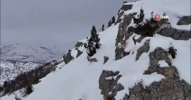 Kamera öyle bir görüntü kaydetti ki! İzleyen tekrar tekrar oynattı