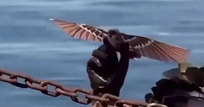 ABD kara kara düşünmeye başladı! İstihbarat toplayan kuşu hiçbir sistem tespit edemiyor Sözcü Gazetesi