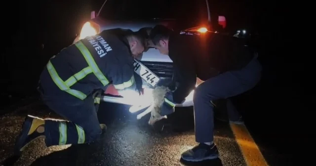 Batman da çarpma sonucu aracın tamponuna sıkışan tilki kurtarıldı Batman Haberleri