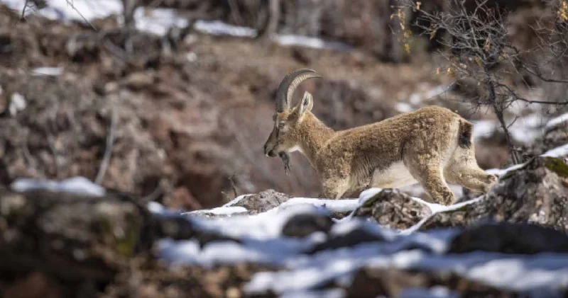 Tunceli de görüntülendi: Kırmızı listede bulunuyor