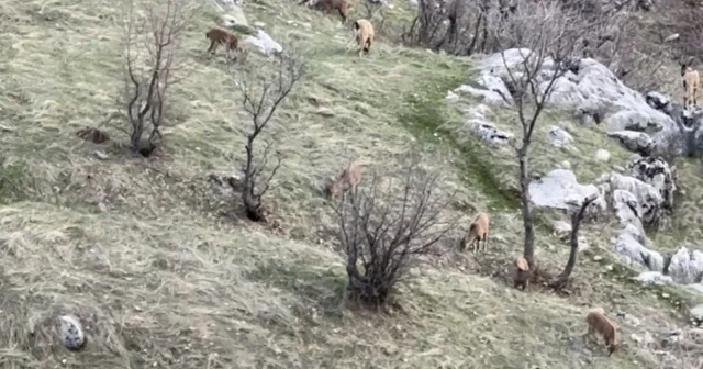 Diyarbakır da nesli koruma altında olan dağ keçileri görüldü Diyarbakır Haberleri