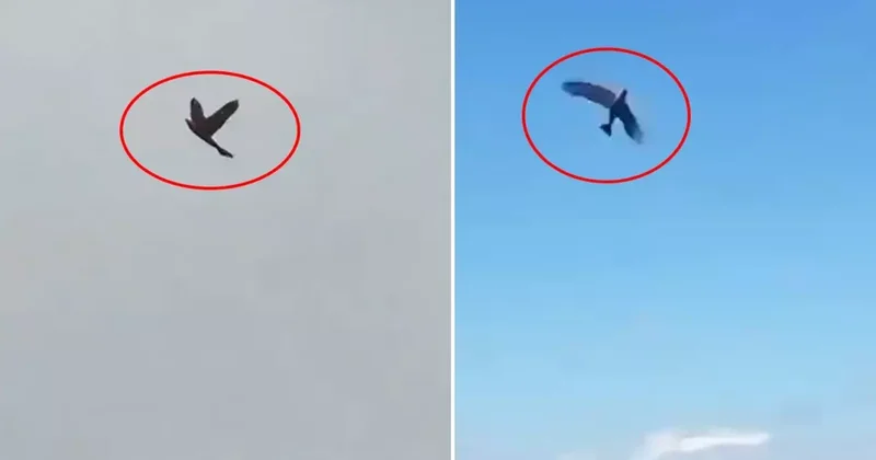 Bu kuş ABD nin uykularını kaçıracak! Hepsiyle savaş zorunda kalabilirler